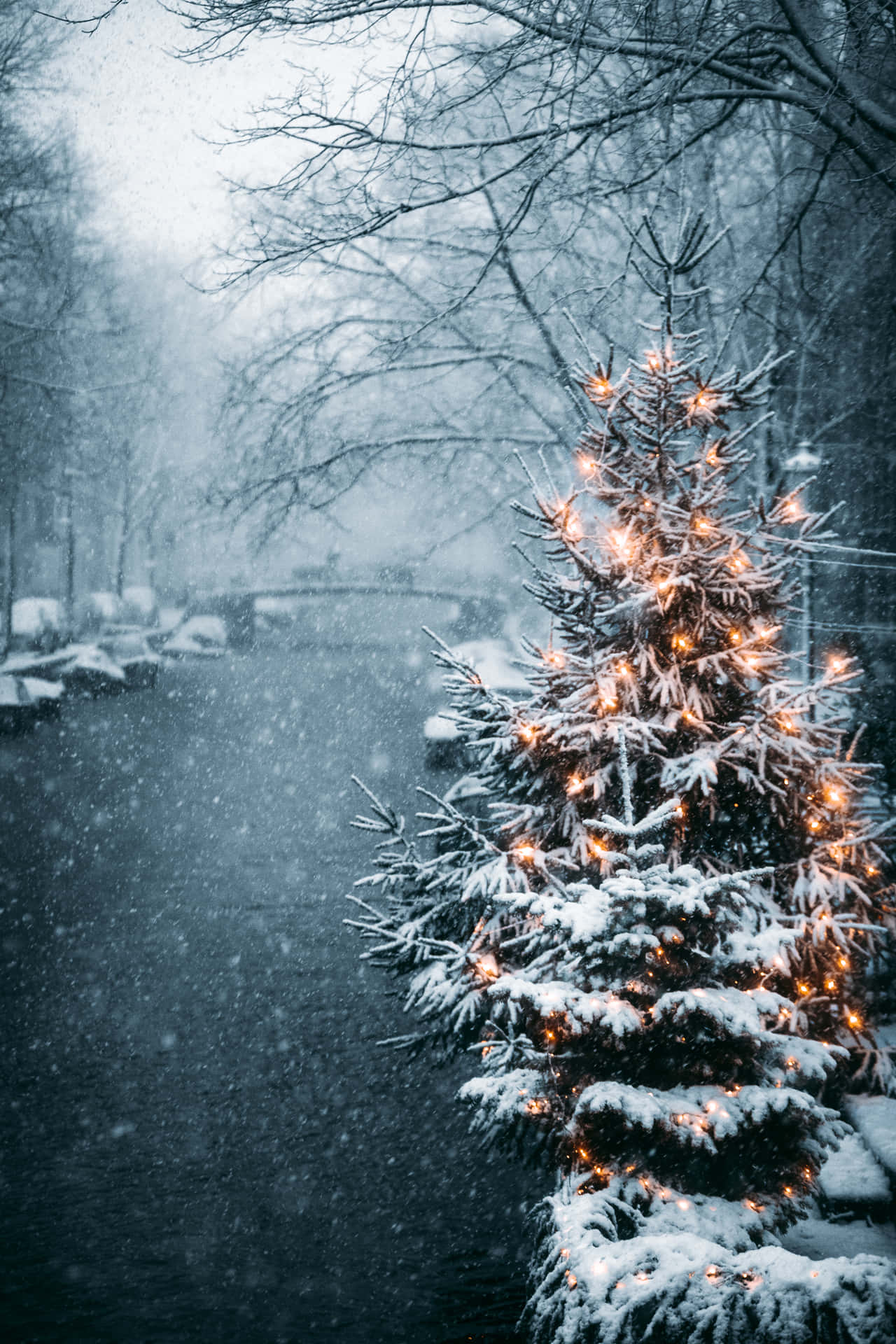 冬日運河旁，帶燈光的雪覆蓋常青樹。