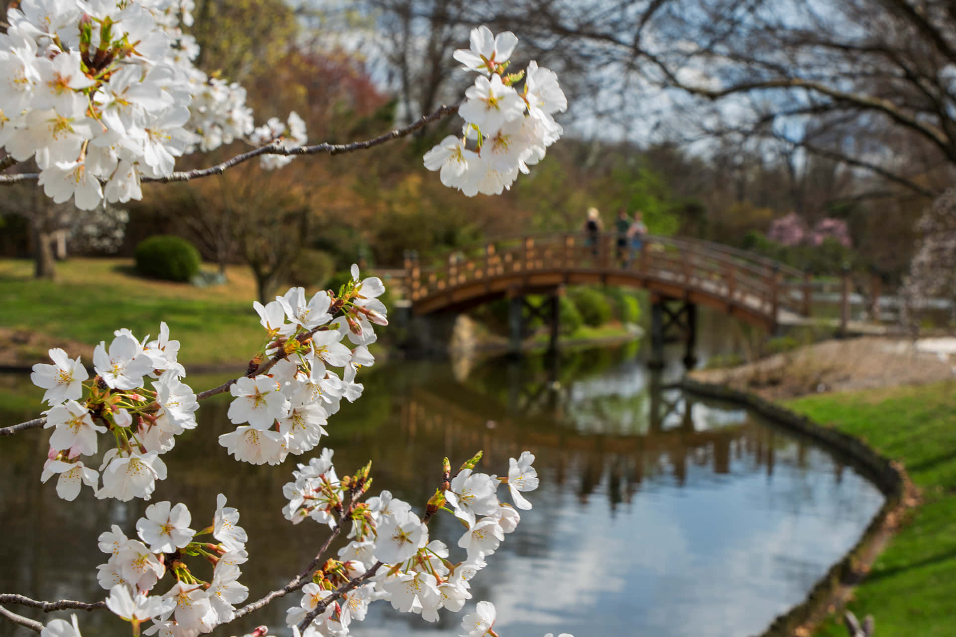 白色櫻花框住春天公園池塘上的木橋。
