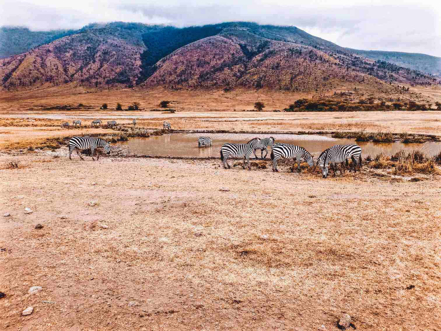 聯合國教科文組織世界遺產坦桑尼亞北部恩戈羅恩戈羅火山口斑馬 壁紙 — 斑馬在乾燥的稀樹草原上，靠近泥濘的水坑旁吃草，背景是紫色調的山脈，天空多雲。