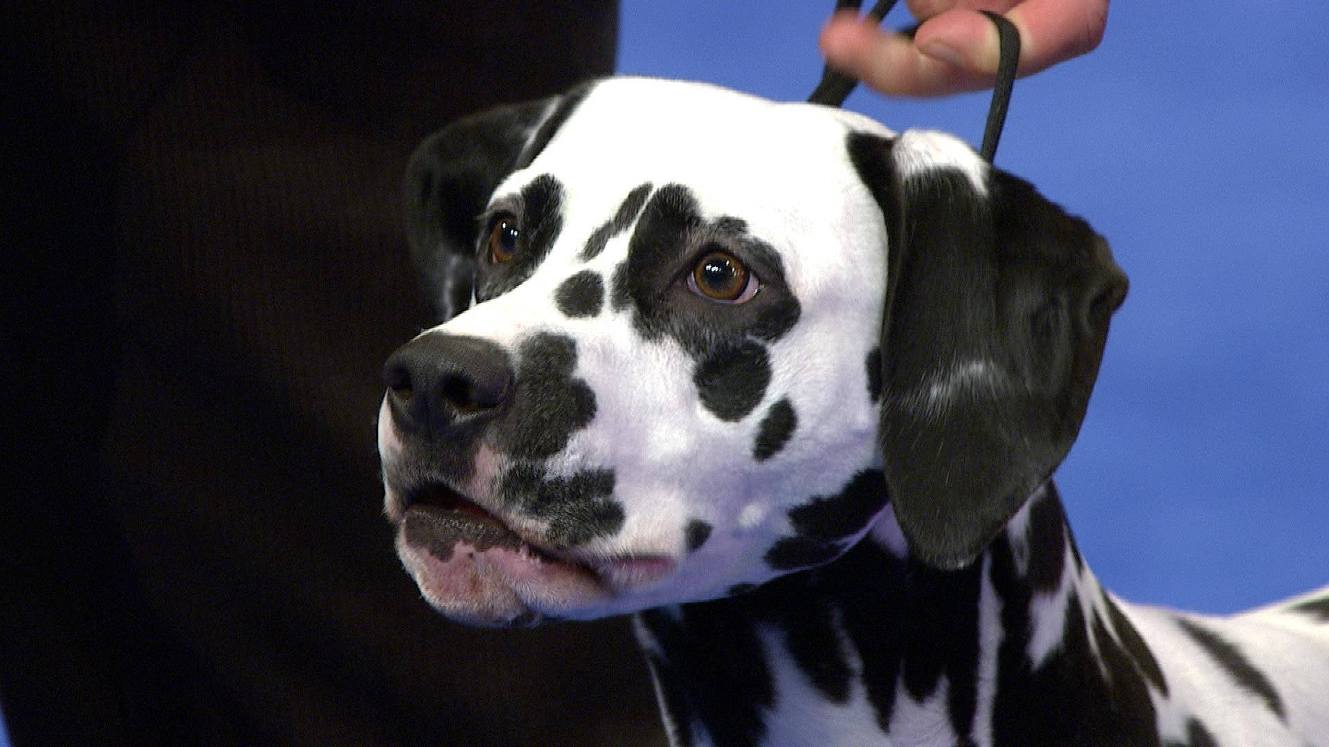 喺表演中被手抱住嘅有黑色斑點和棕色眼睛嘅大麥町狗。