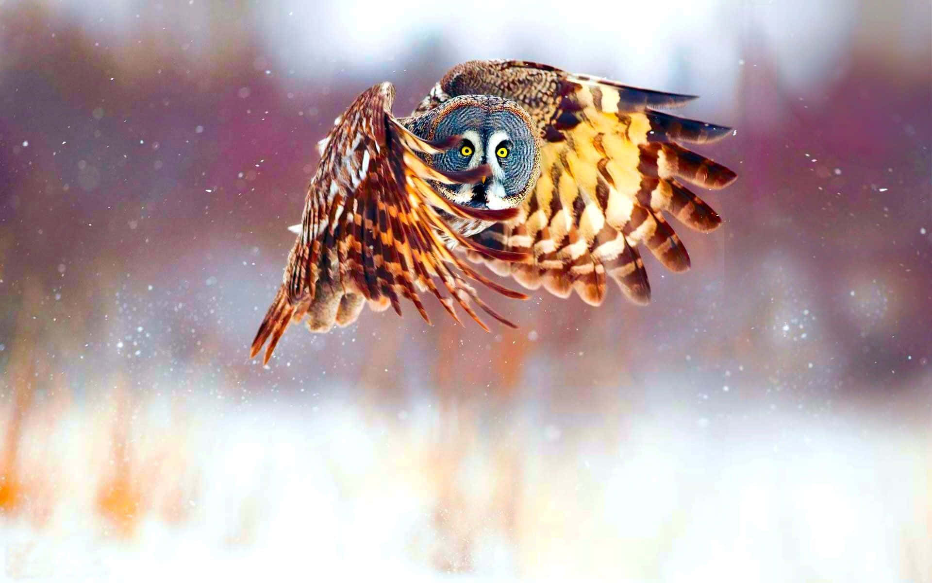 聰明神秘的貓頭鷹凝視著發光的雙眼 壁紙 — 一隻大灰鴞在飄雪中翱翔，翅膀張開，背景是模糊的冬日景色。