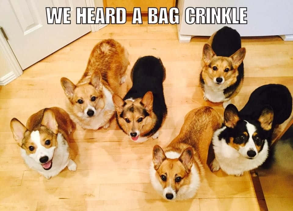 六隻哥基犬抬頭看著相機，文字說我們聽到膠袋沙沙聲
