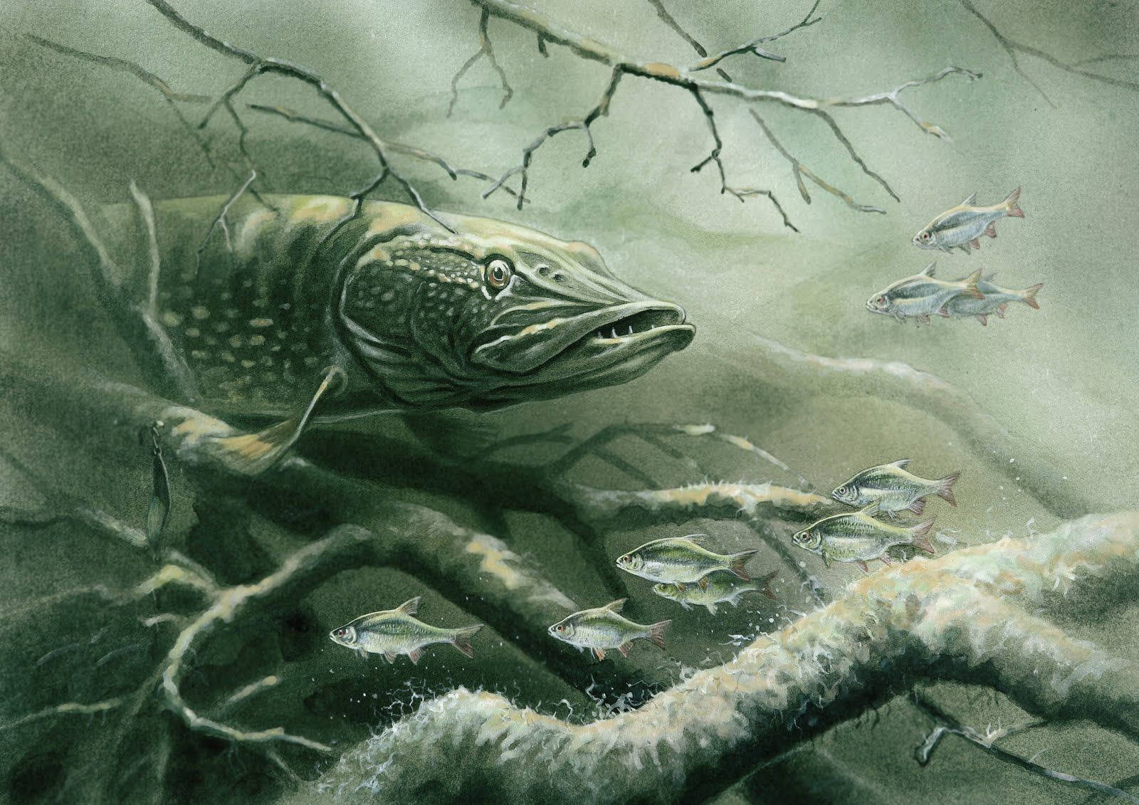一條狗魚隱藏在水下樹枝中，小魚逃竄。