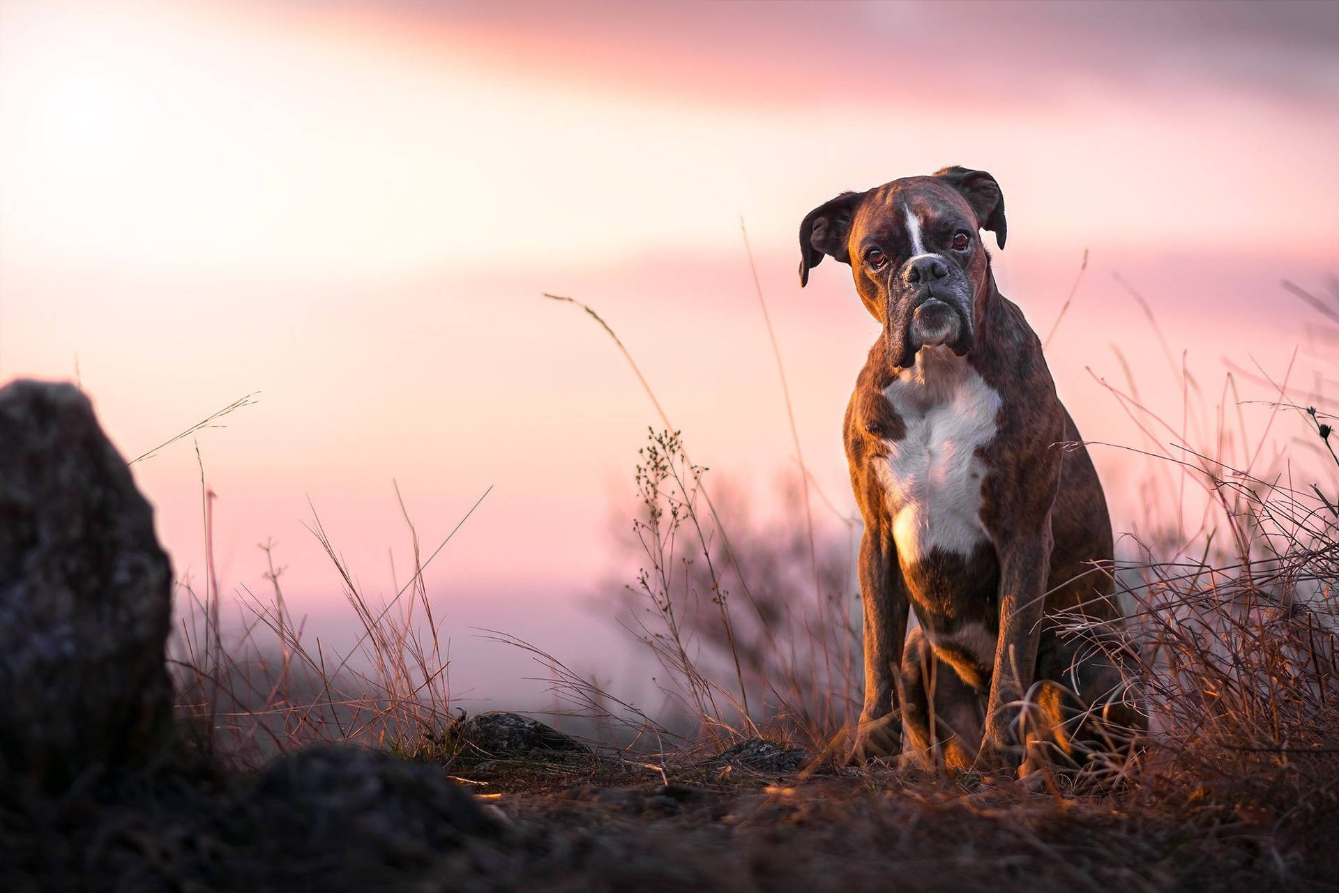拳師犬坐在日落時的草地上，天空呈粉紅色