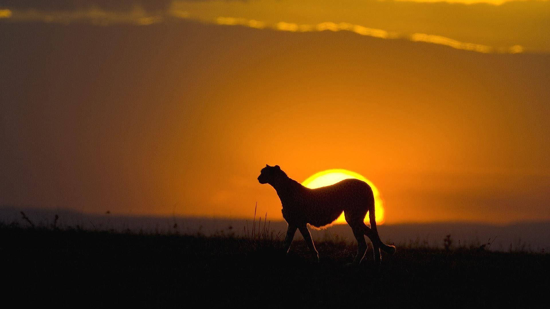 肯亞野生獵豹 壁紙 — 一隻獵豹在熾熱的夕陽下剪影，走過一片草地，天空有發光的橙色雲彩。