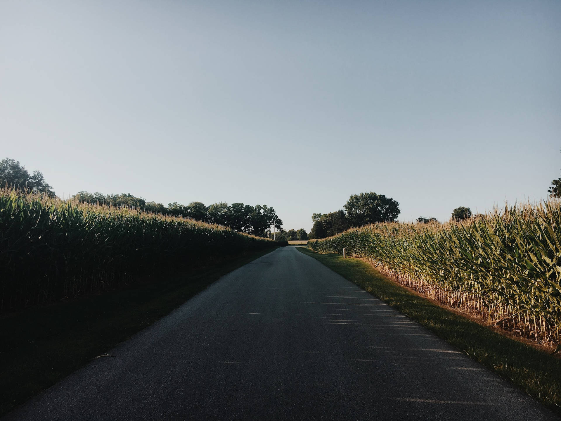 一條筆直的鄉村道路，兩旁是高高的玉米田，在晴朗的天空下，夕陽西下。