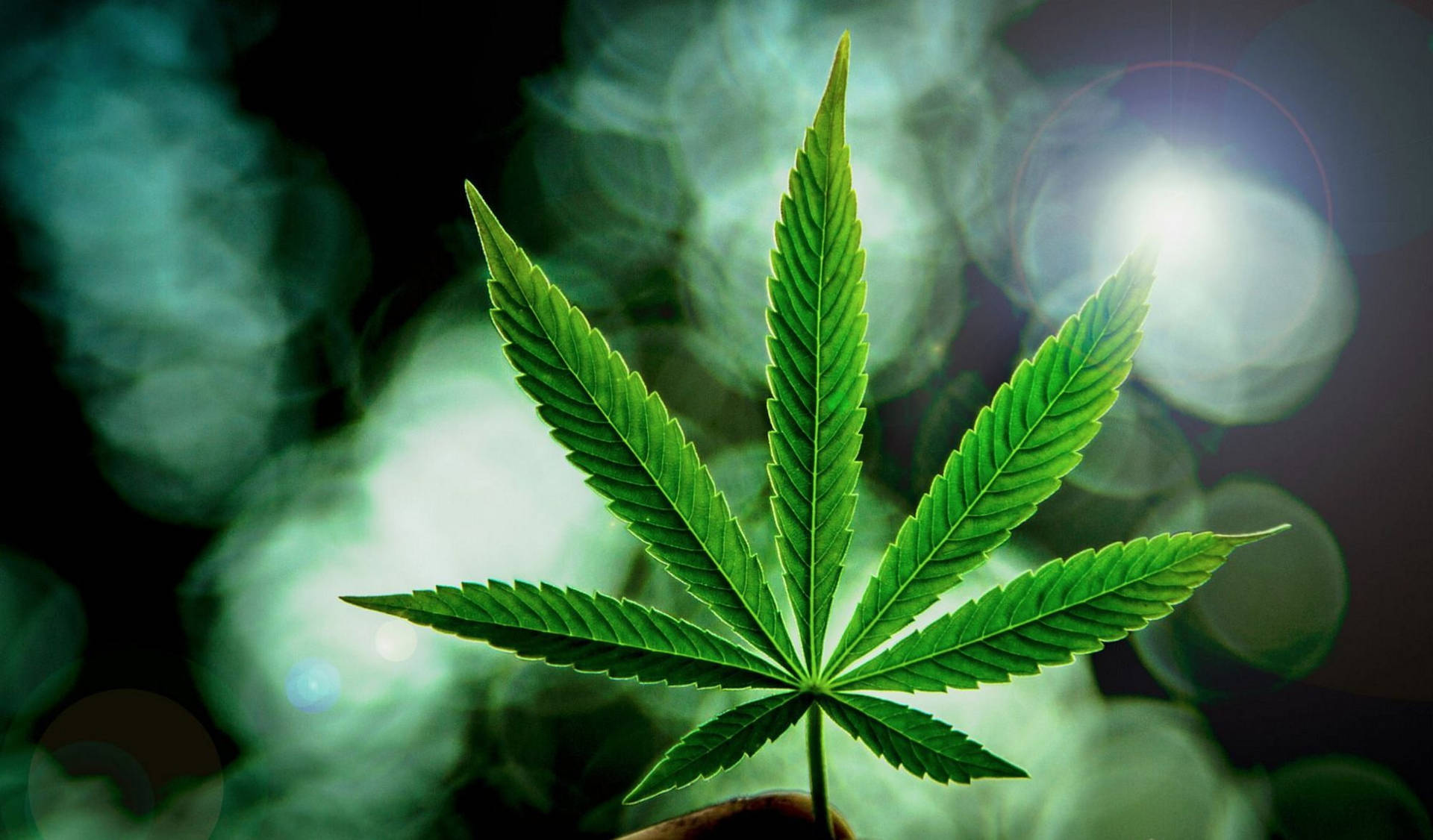 一隻手拿著一片大麻葉，背景有發光的煙霧和散景燈光。