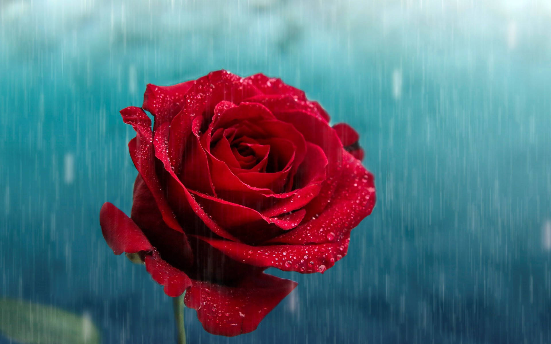 一朵佈滿雨滴的紅玫瑰，背景有雨落下。