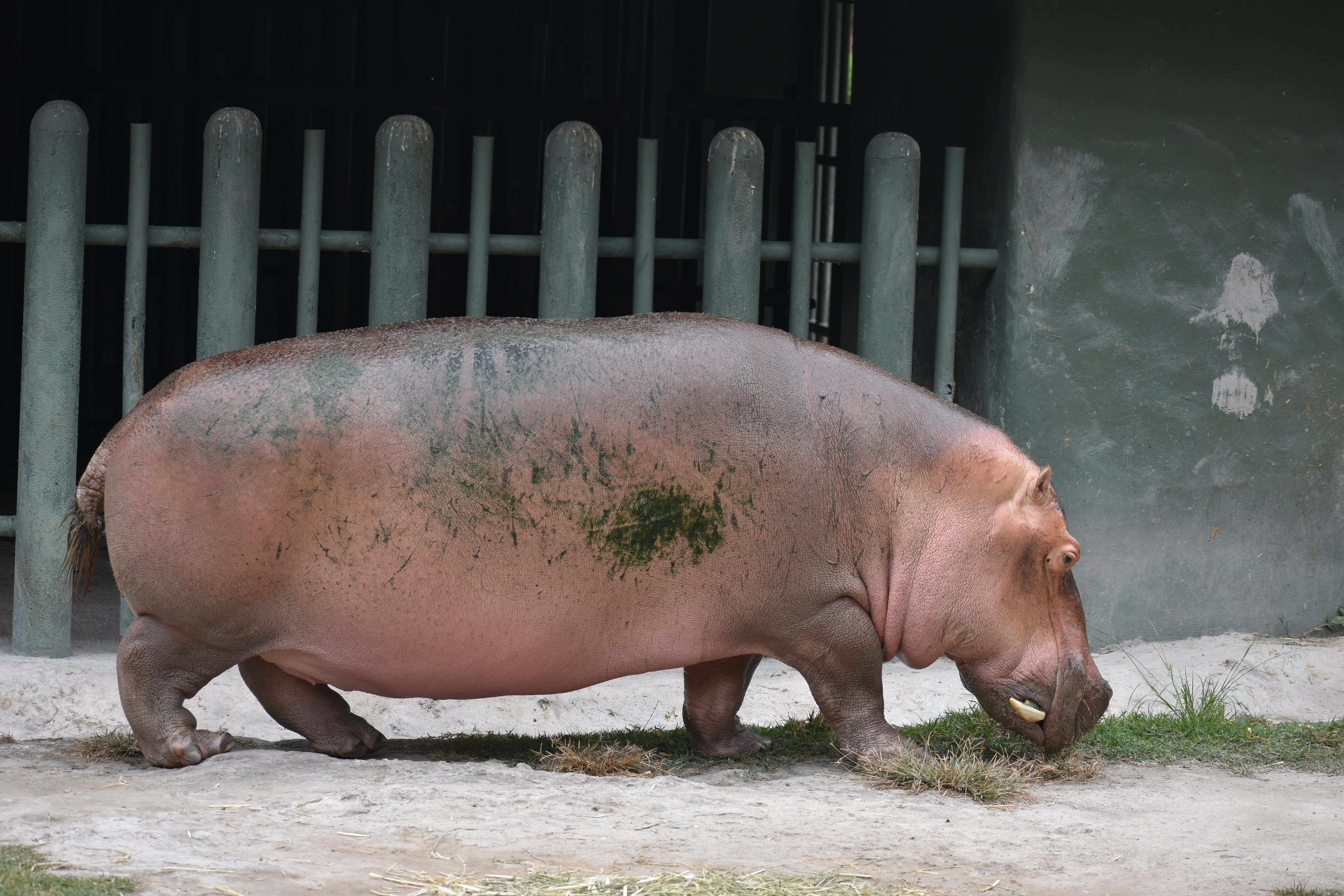 胖乎乎的河馬吃草圖 壁紙 — 一隻滿身泥濘的大河馬沿著一條沙質小路緩慢行走，旁邊是帶有草叢的綠色圍欄。