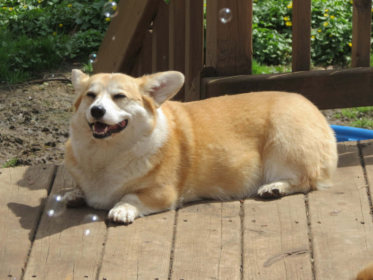 一隻微笑的哥基犬躺在木甲板上，周圍漂浮著肥皂泡。