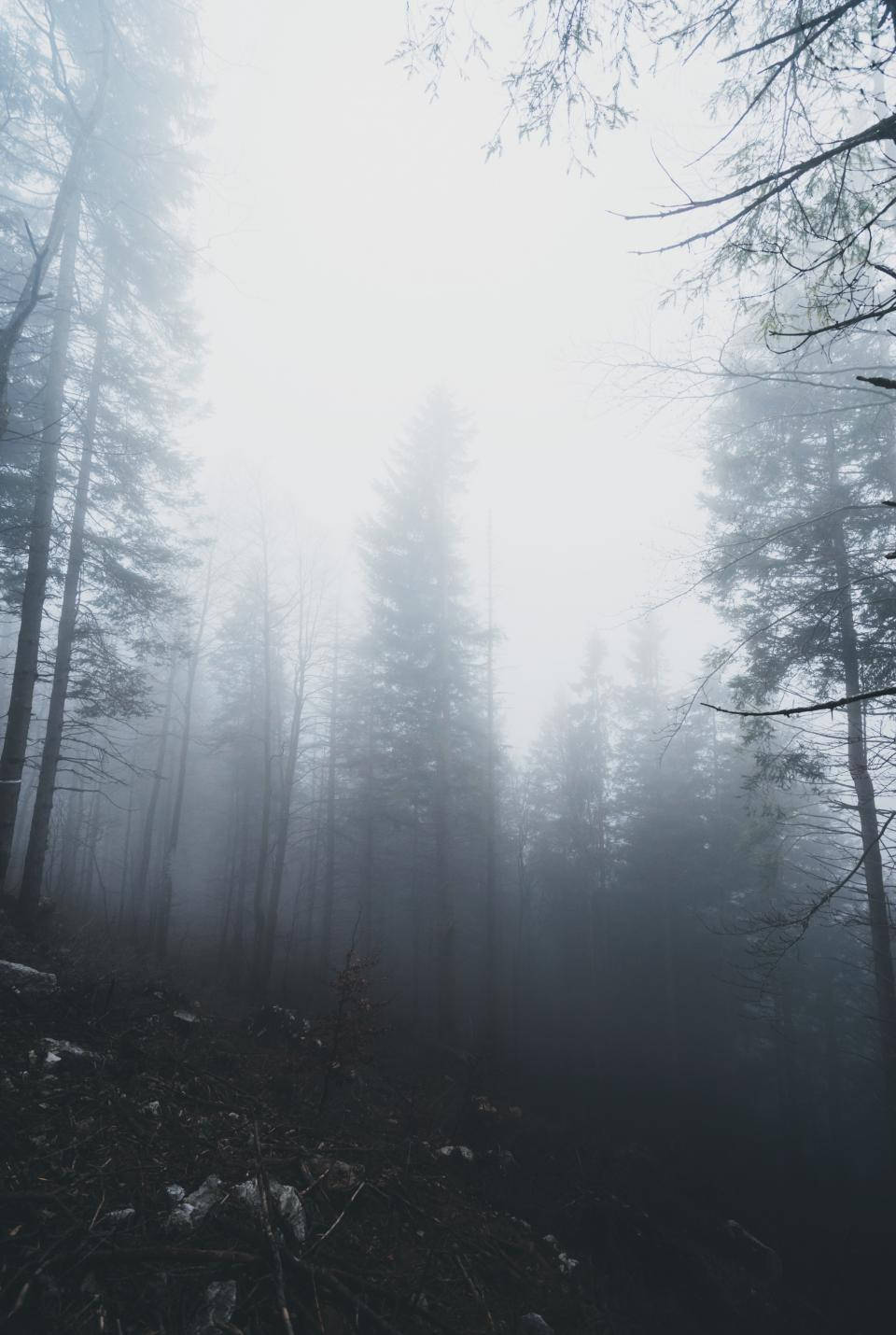 高大的松樹矗立在霧氣瀰漫的森林中，黑暗的地面覆蓋著落葉。