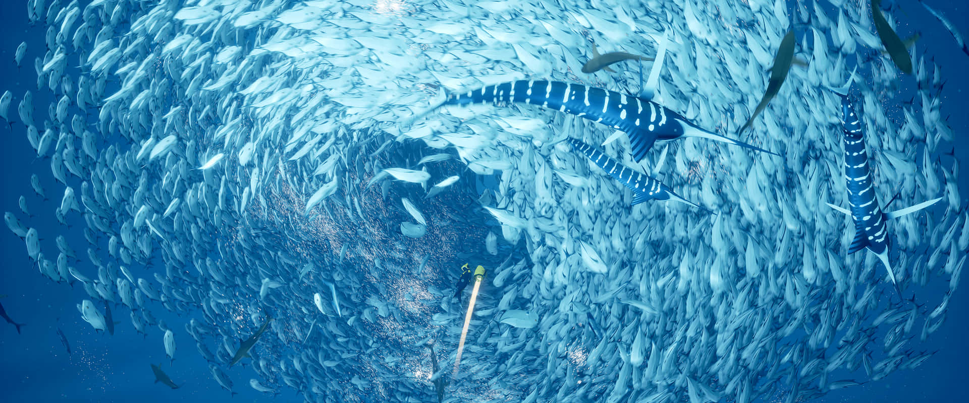 潛水員被大量魚群包圍，附近有梭魚游動。
