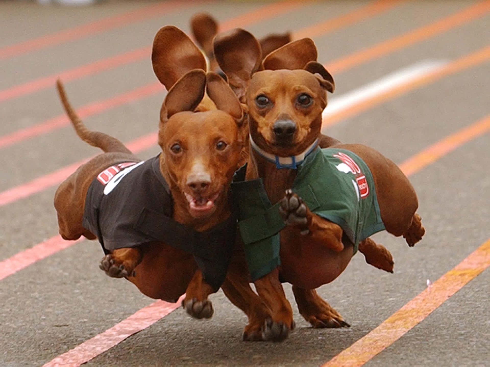 兩隻臘腸犬在跑道上穿著運動服奔跑。