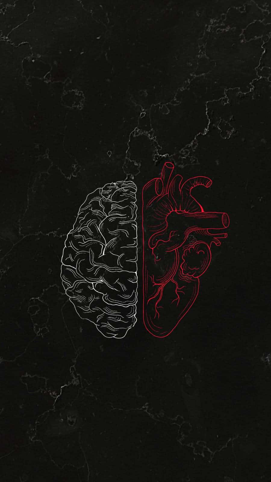 深色大理石背景上的白色大腦和紅色心臟解剖圖。