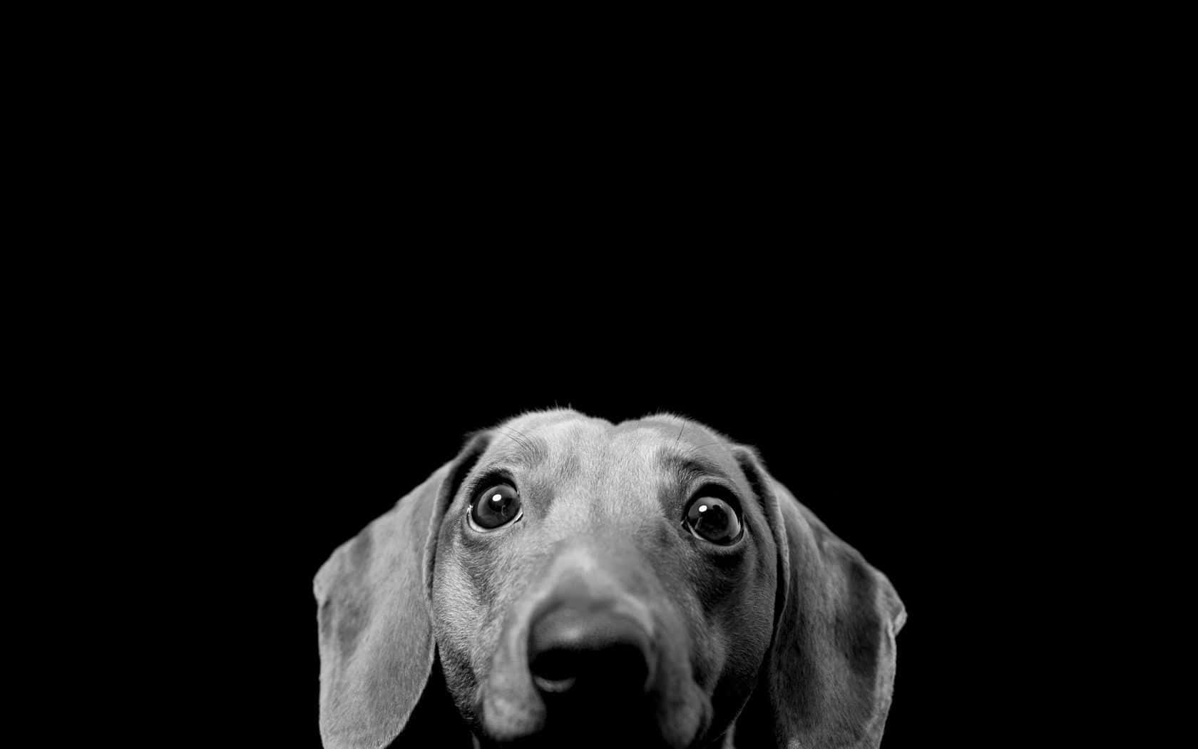 可愛狗狗gif 桌布 壁紙 — 臘腸犬睜大眼睛的臉龐從黑暗中探出，呈現一幅鮮明的黑白肖像。