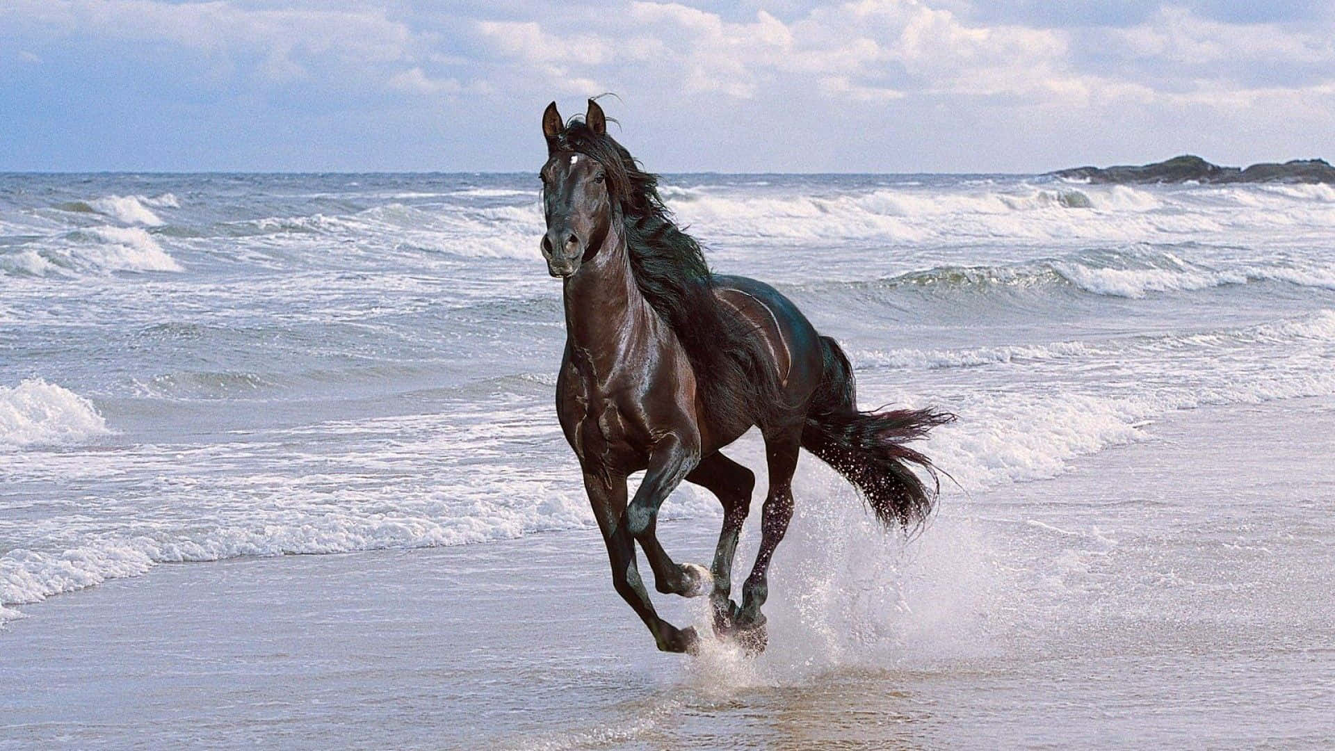 黑馬在陽光明媚的海灘上穿過海浪奔跑。