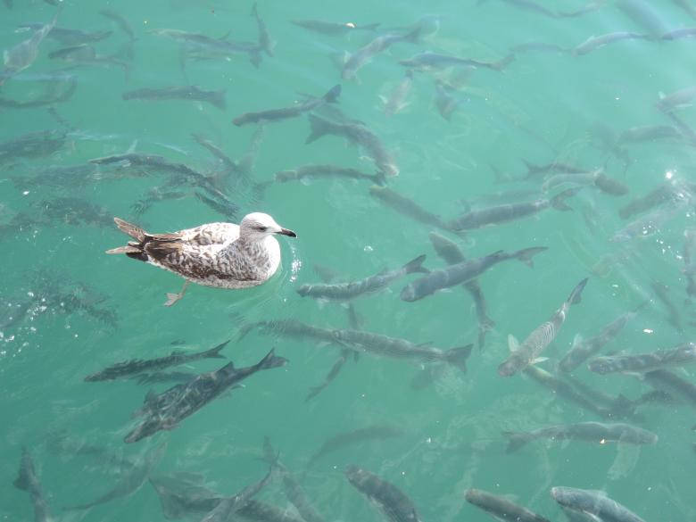 海鷗漂浮在水面，魚在下方游動
