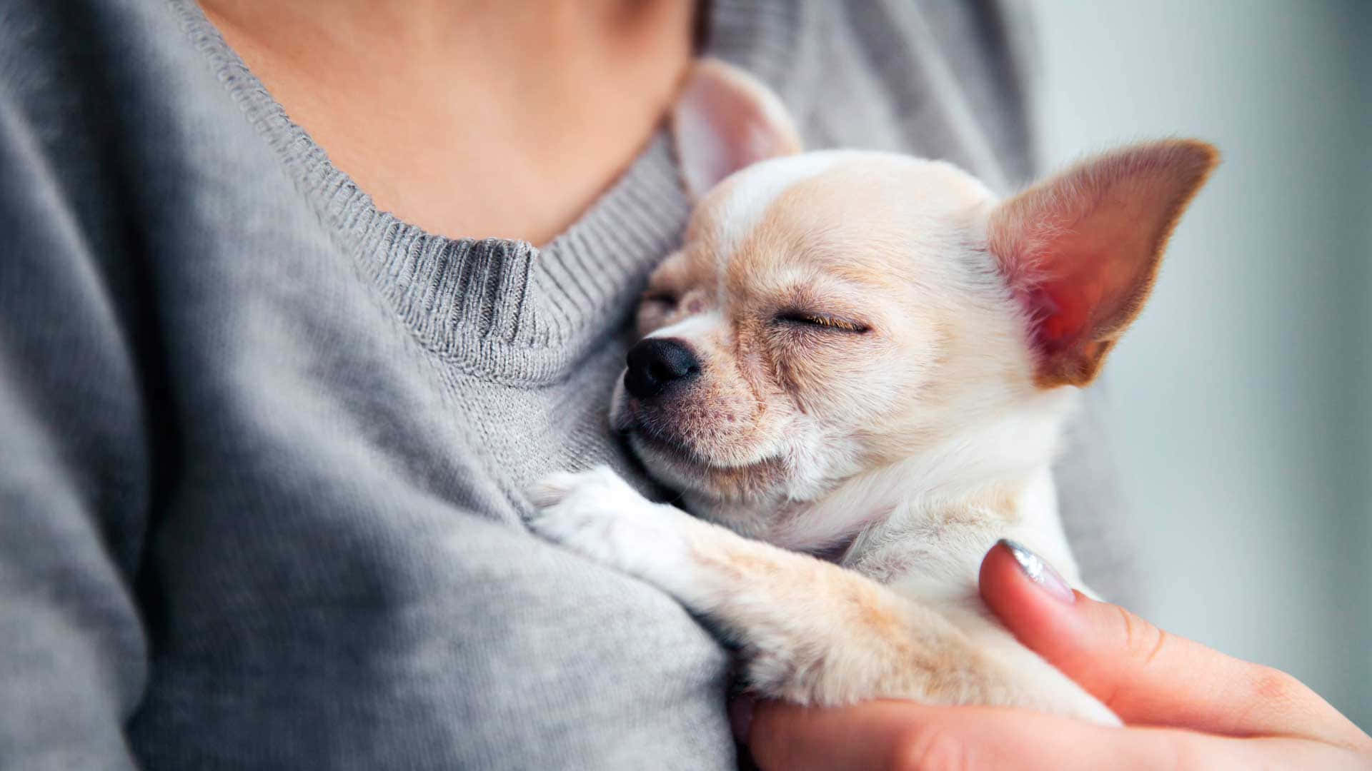 自然中的可愛吉娃娃幼犬 壁紙 — 一隻細小的芝娃娃在一個人的懷裡安詳地睡覺，依偎著柔軟的灰色毛衣。