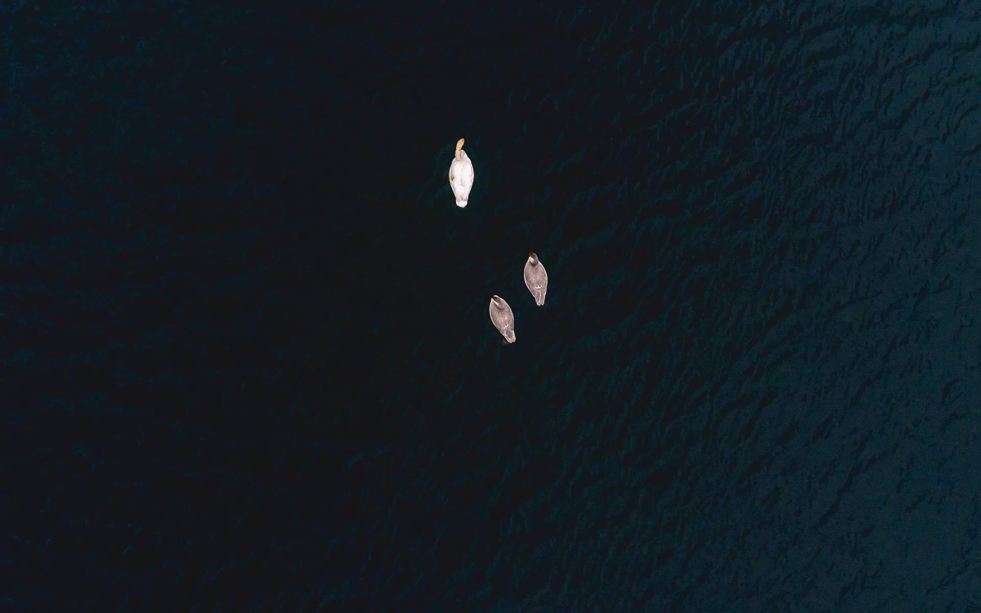 從上方看三隻鳥漂浮在深藍色海水上