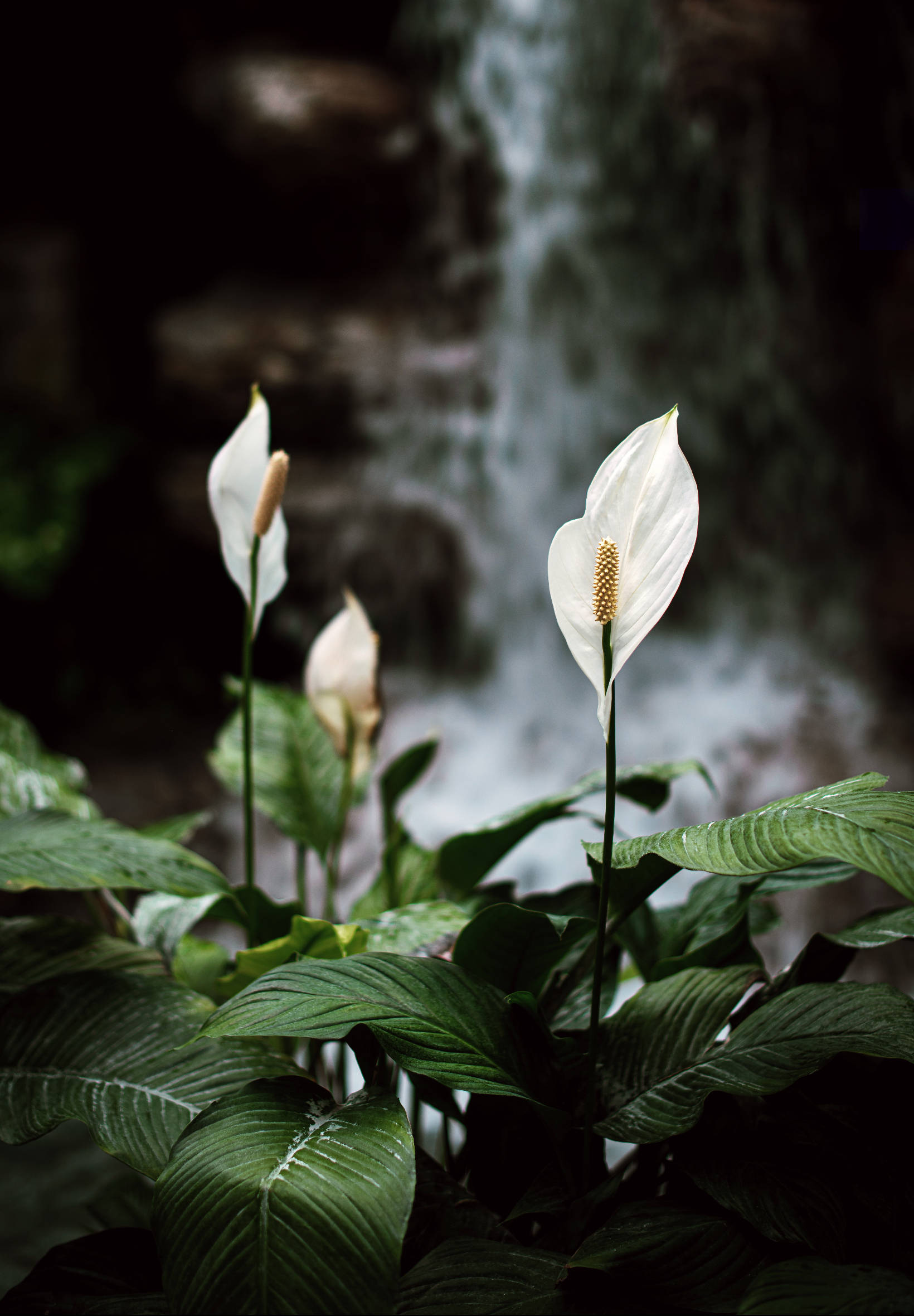 自然中的白色百合 壁紙 — 白色和平百合帶有黃色肉穗花序，在薄霧瀑布前於茂盛綠葉中盛開。