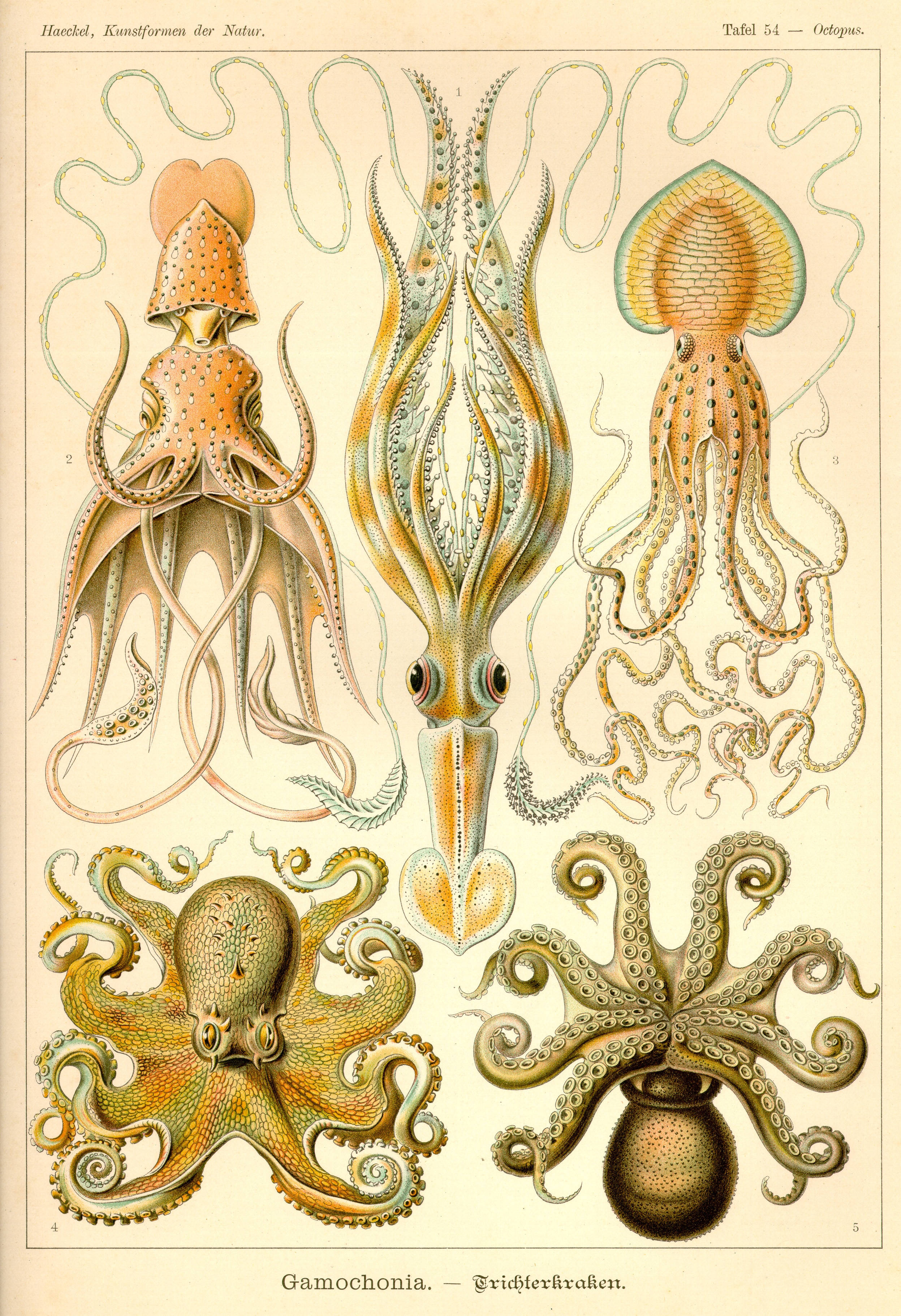 自然中的章魚與家族——恩斯特·海克爾藝術作品 壁紙 — 復古科學插圖，展示五種詳細的頭足類動物，具有複雜的解剖結構和柔和粉彩色調。