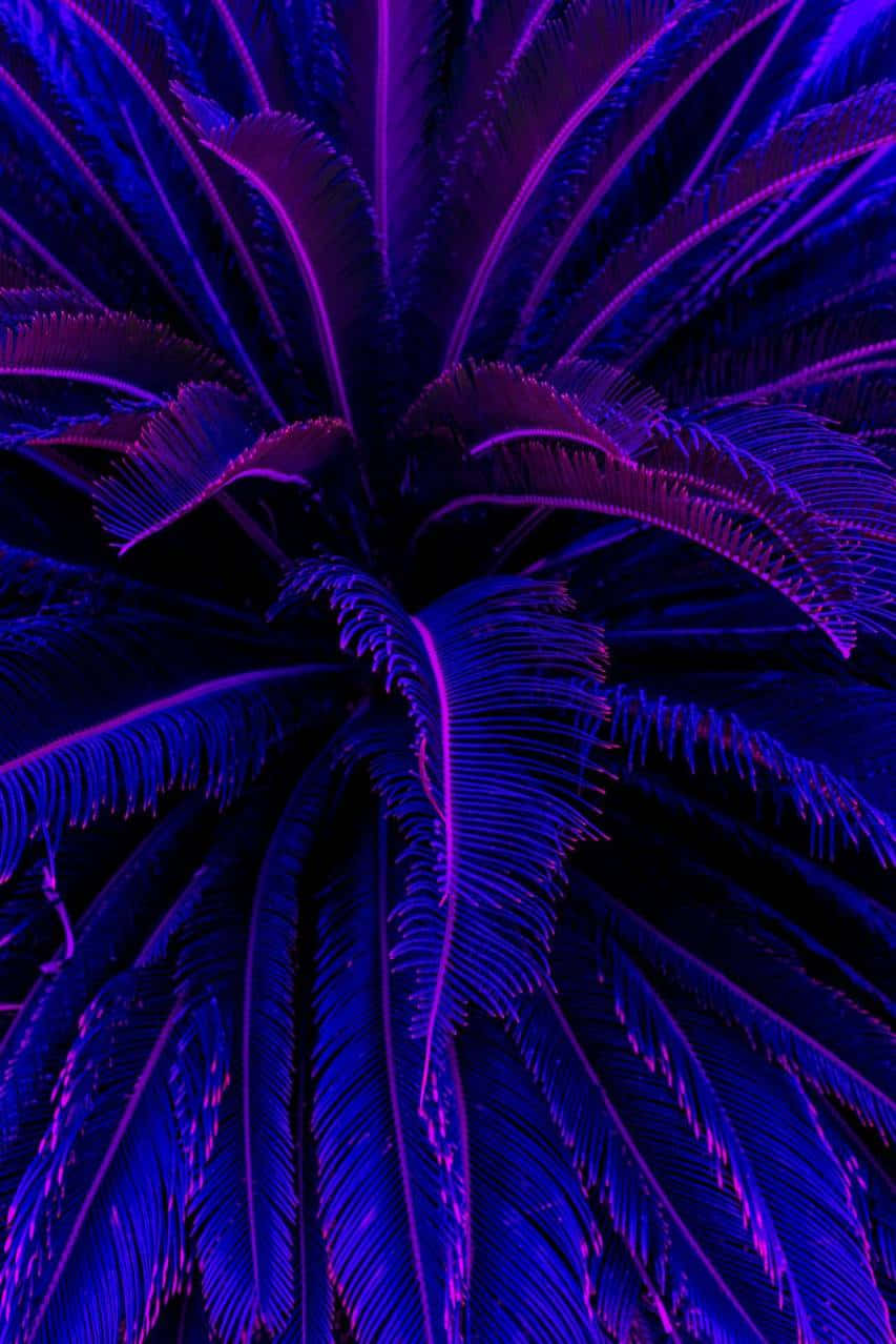 自然中的美麗紫調風景 壁紙 — 充滿活力的霓虹紫色和藍色棕櫚葉在漆黑的背景下向外輻射。