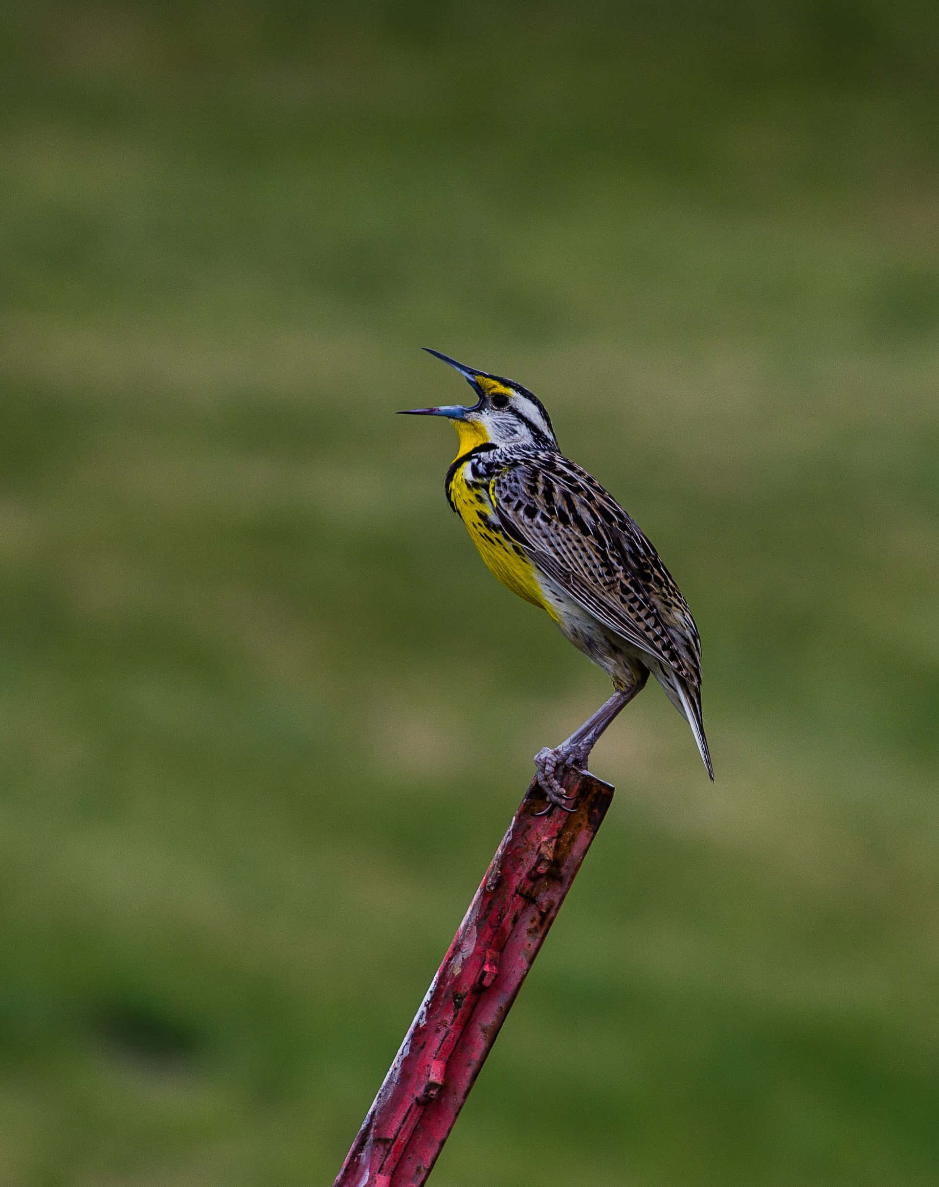 自然中鳥兒枝頭鳴叫 壁紙 — 一隻鮮黃色的鳥，帶有黑色和白色斑紋，棲息在紅色柱子上，背景是柔和的綠色模糊背景。