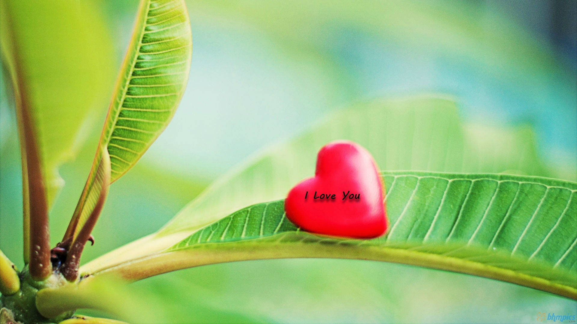 大自然中一片綠葉上帶有 I Love You 文字的紅色心形。