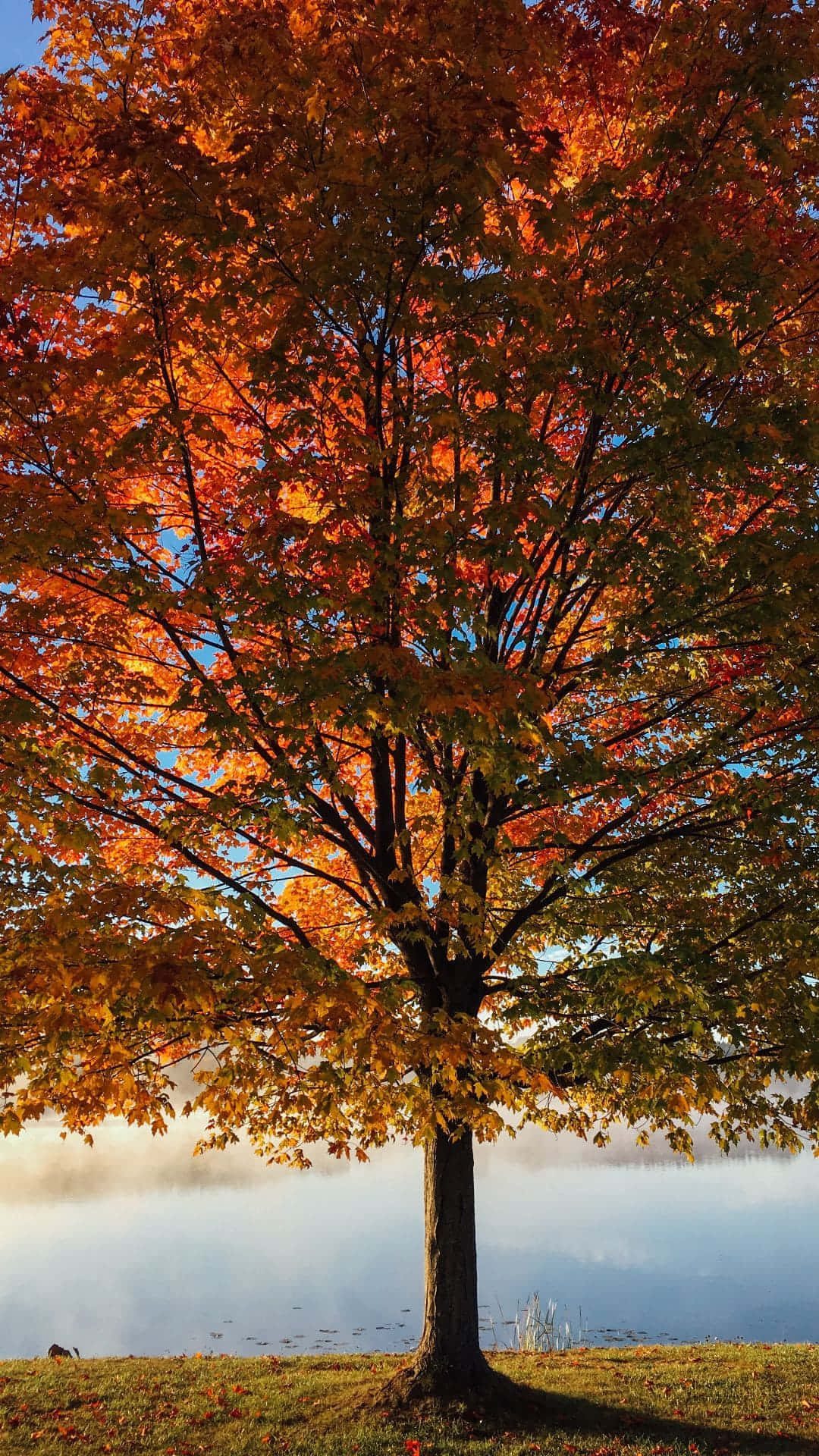 自然之美，iPhone 背景 壁紙 — 一棵雄偉的秋樹，帶有火紅的橙色和黃色葉子，矗立在霧氣瀰漫的湖邊，天空清澈湛藍。