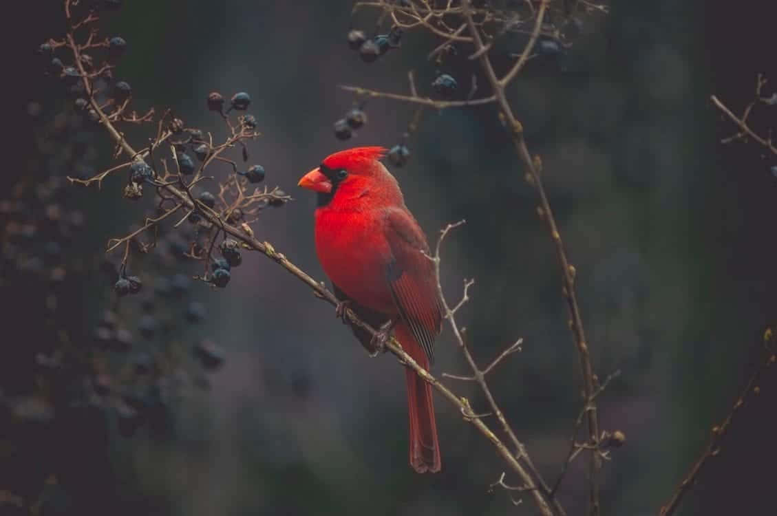 一隻亮紅色的紅衣主教鳥坐在森林環境中帶有深色漿果的樹枝上。