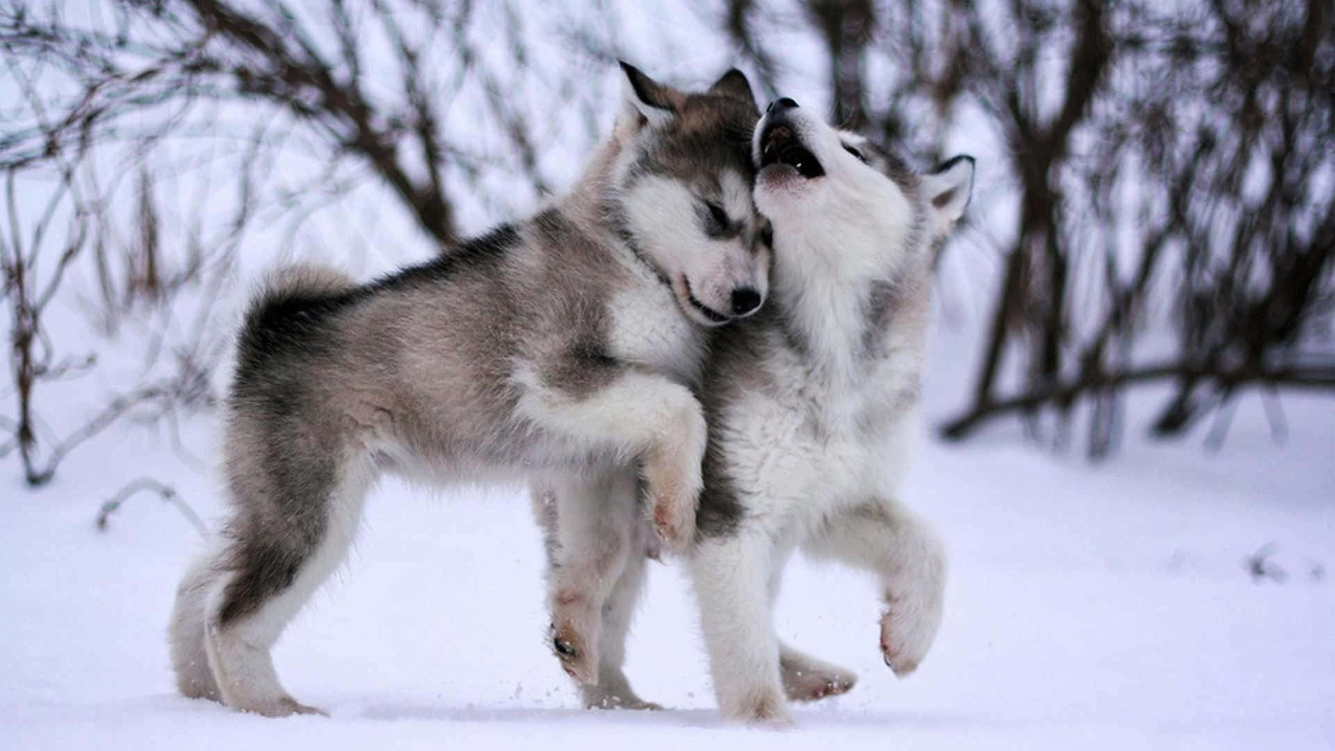 兩隻哈士奇幼犬在雪地森林中一起玩耍。