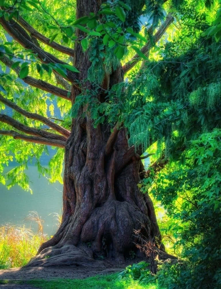 自然之美——樹木與晴空 壁紙 — 一棵雄偉的古樹，樹根盤根錯節，枝葉茂盛翠綠，在平靜的湖邊沐浴著金色的陽光。