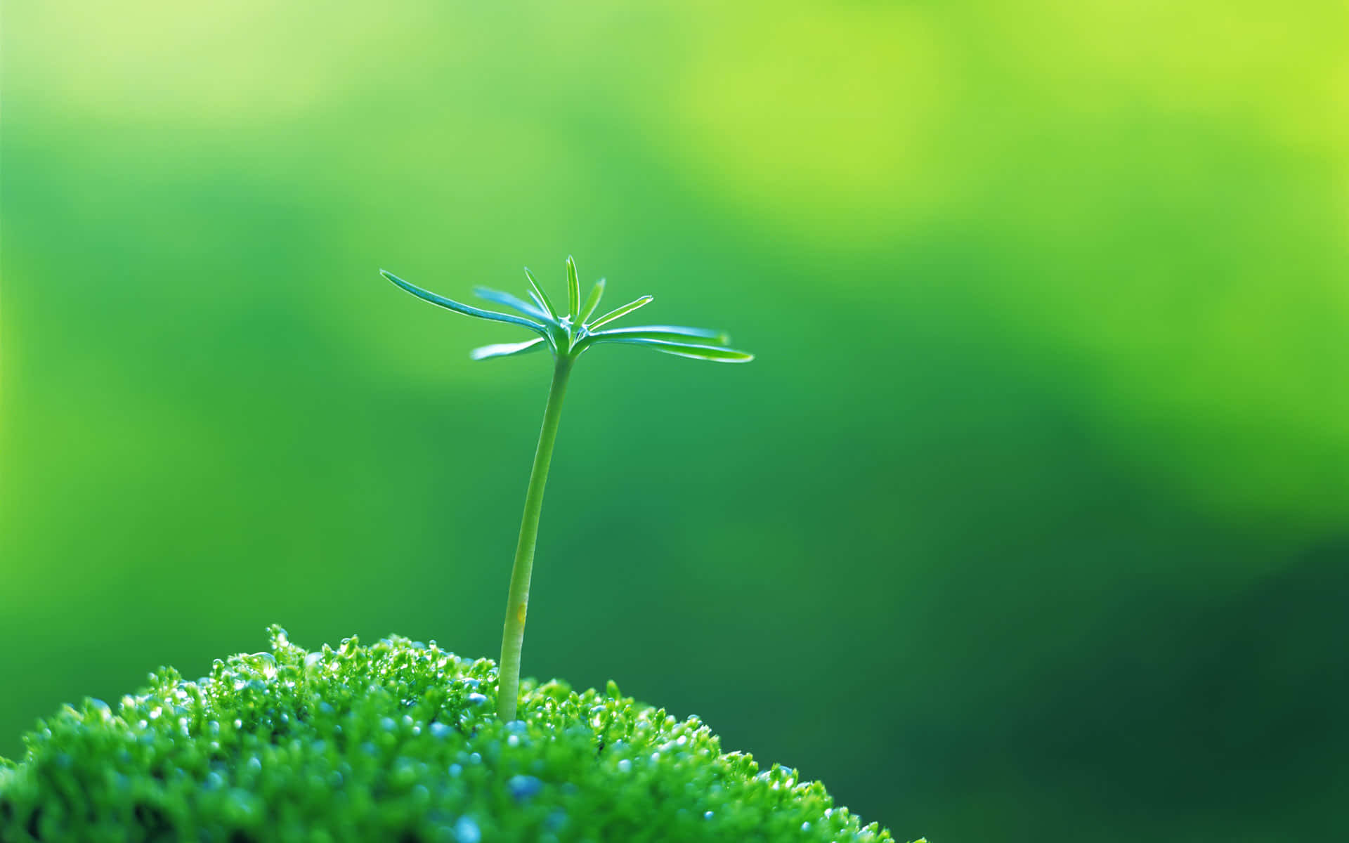 陽光灑落的森林地面上，小幼苗穿過茂密的綠色苔蘚向上生長。