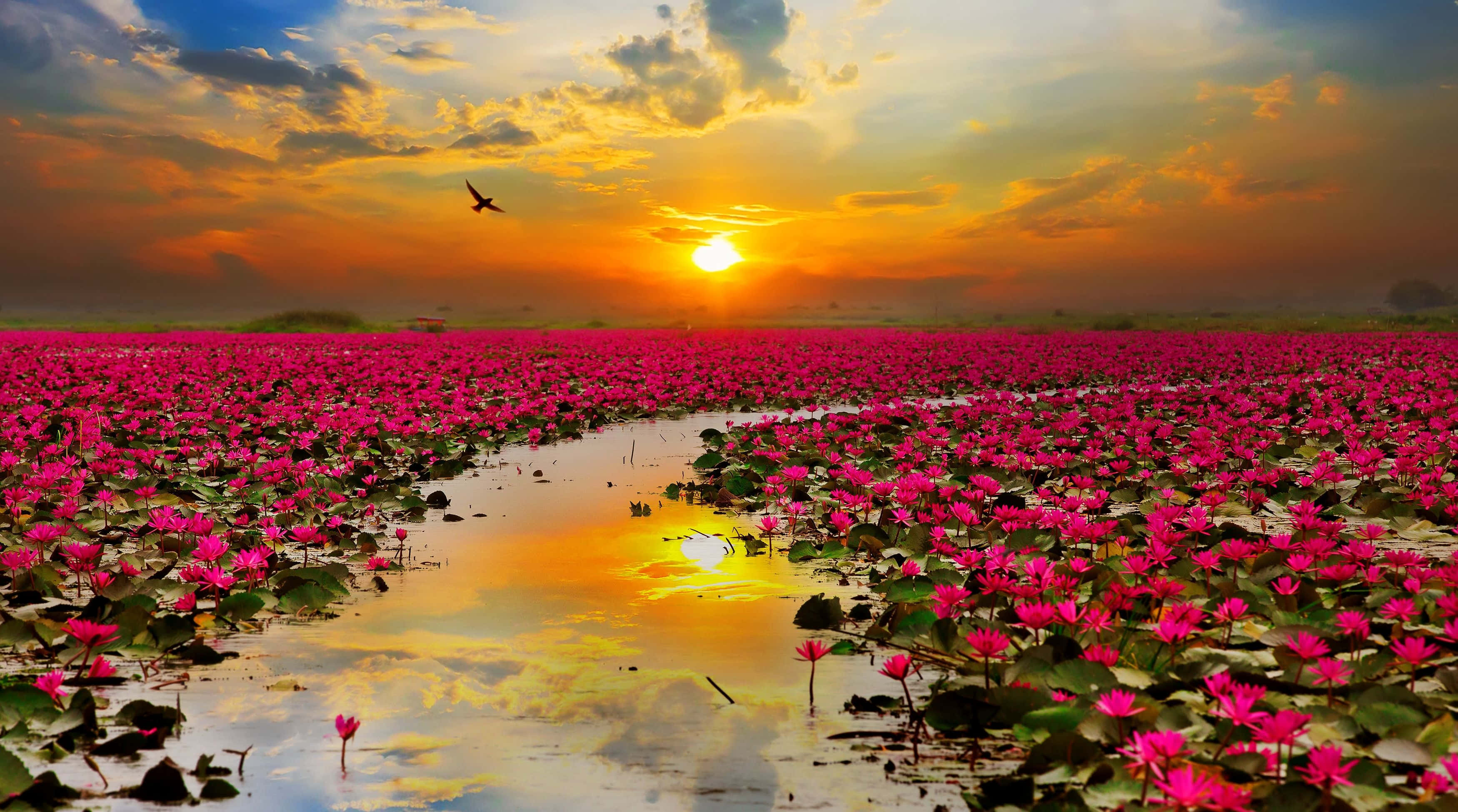自然之美：陽光下絢麗的蓮花 壁紙 — 一片廣闊的鮮豔粉紅色睡蓮在金色日落天空下延伸，一隻孤鳥在頭頂翱翔。