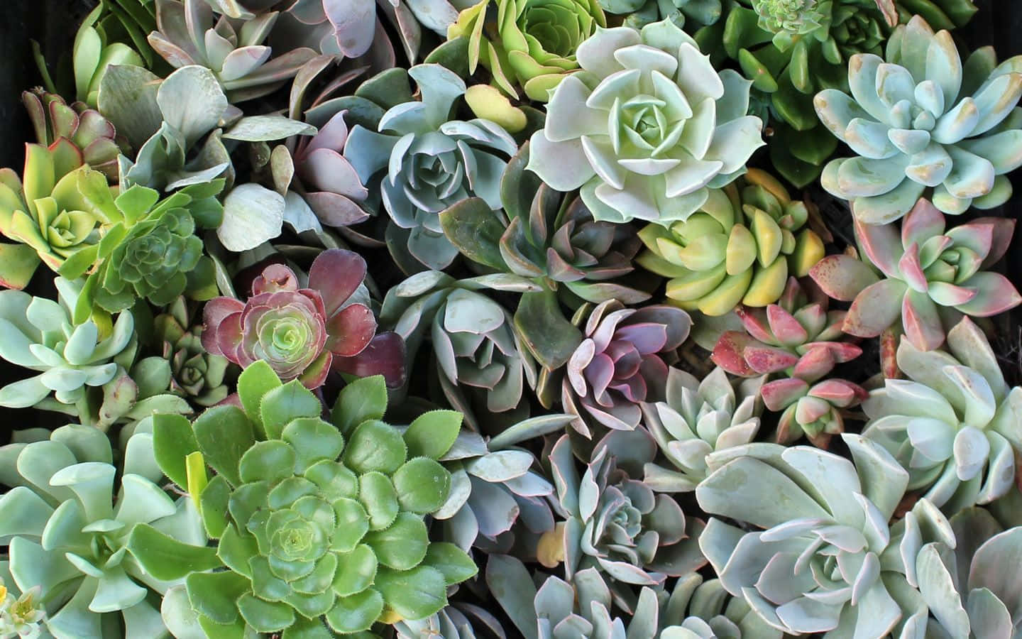 各種綠色、藍色和粉紅色調的多肉植物特寫。