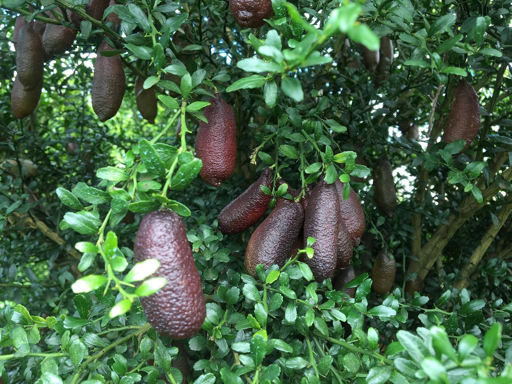自然之饗 - 巨型指 lime 壁紙 — 成熟的指橙沉重地掛在茂密的綠色灌木上，葉子和果實上閃爍著露珠。