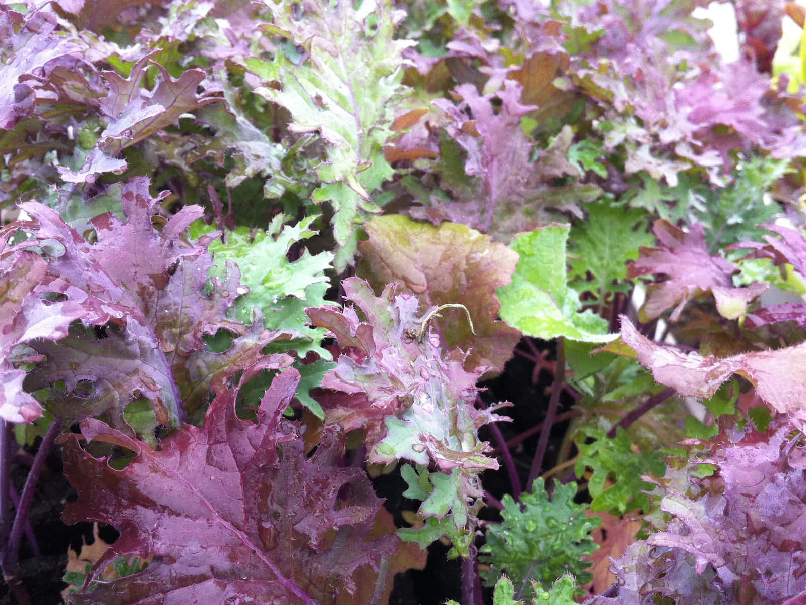 Purple Kale 桌布 壁紙 — 自然光下帶有露珠的鮮豔紫色和綠色皺葉生菜葉特寫。