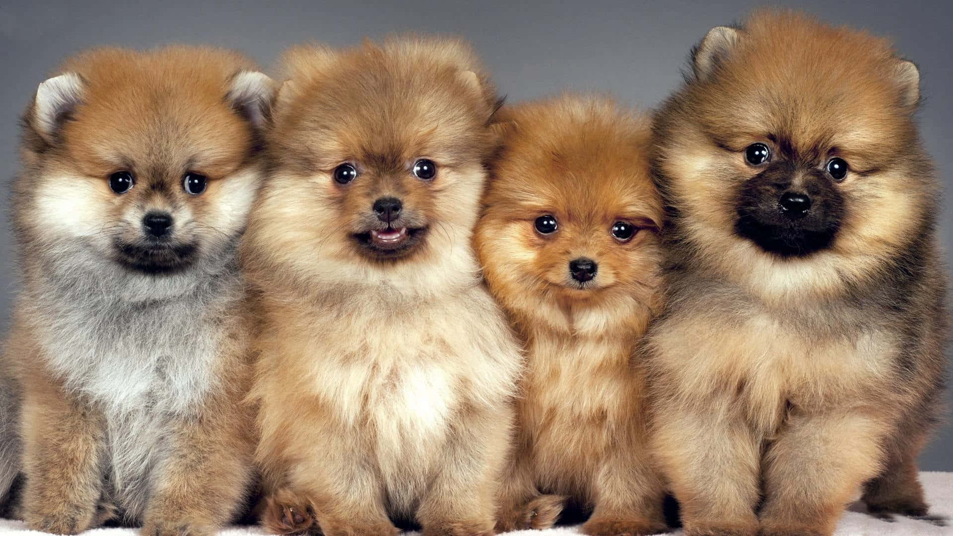 四隻毛茸茸的博美犬幼崽並排坐著看著相機