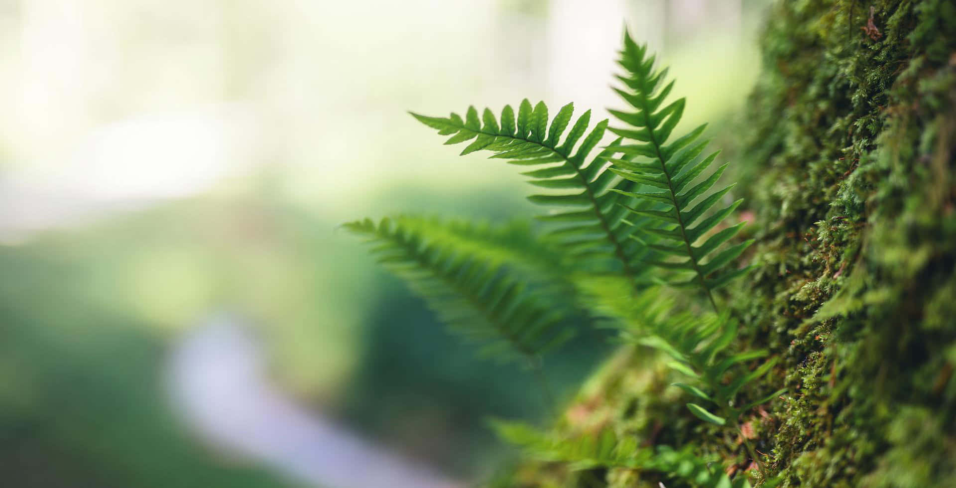 森林中長在苔蘚樹幹上的蕨類植物特寫。