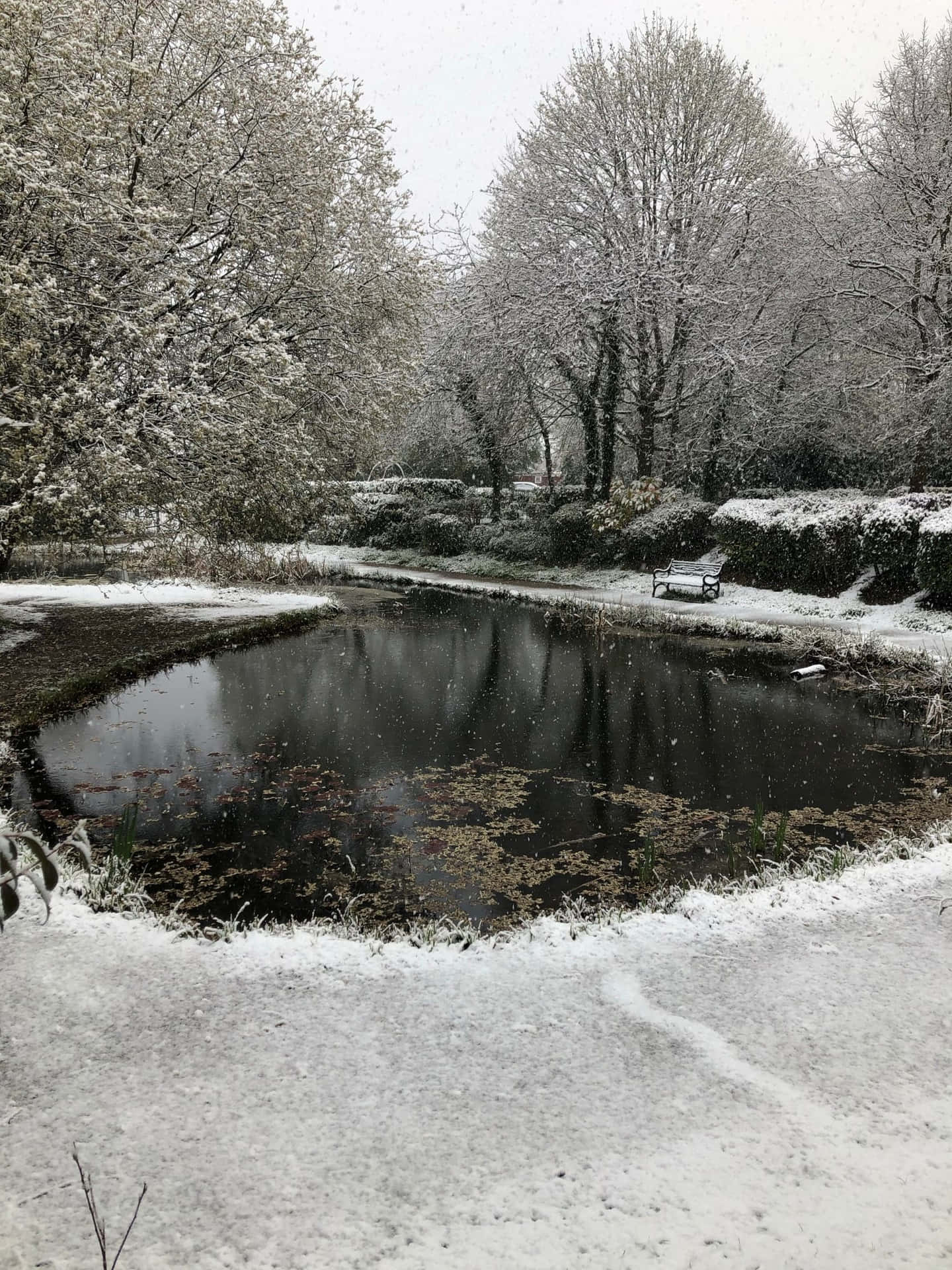 雪覆蓋了一個寧靜公園的池塘，有光禿禿的樹木和一條長椅。