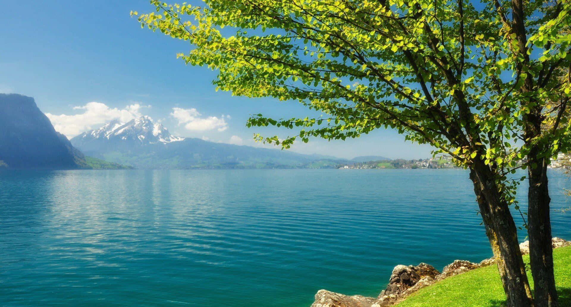 湖邊的樹，背景有山