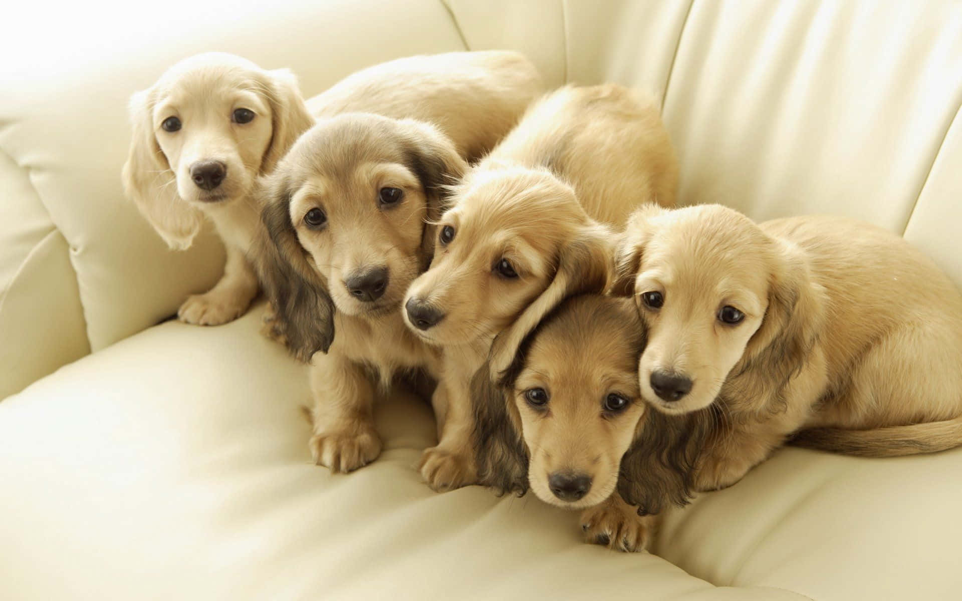 自然景觀中的優雅犬隻之美 壁紙 — 五隻可愛的臘腸犬幼犬，耳朵下垂，依偎在一張奶油色的沙發上。