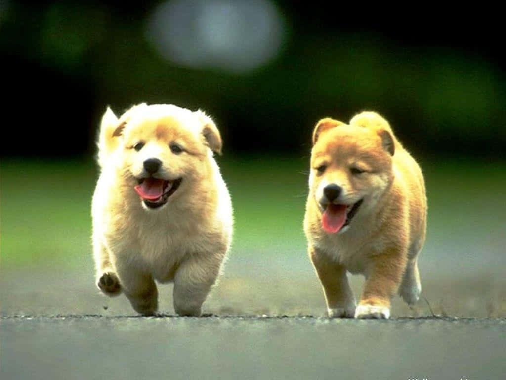 兩隻快樂的小狗在公園的小路上一起奔跑。