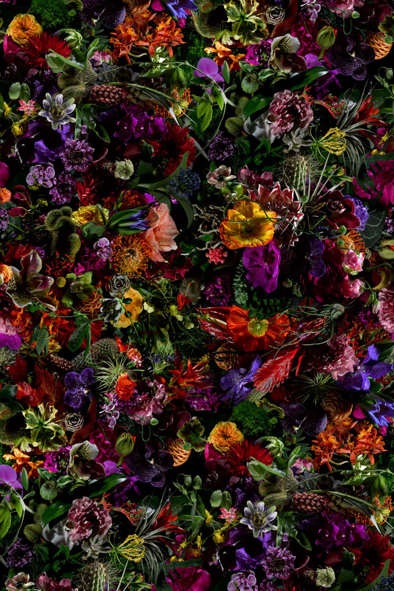自然核心盛開的活力花朵 壁紙 — 深紫色、橙色和紅色的鮮豔花朵和葉子密集爆發，營造出茂密混亂的花卉掛毯。