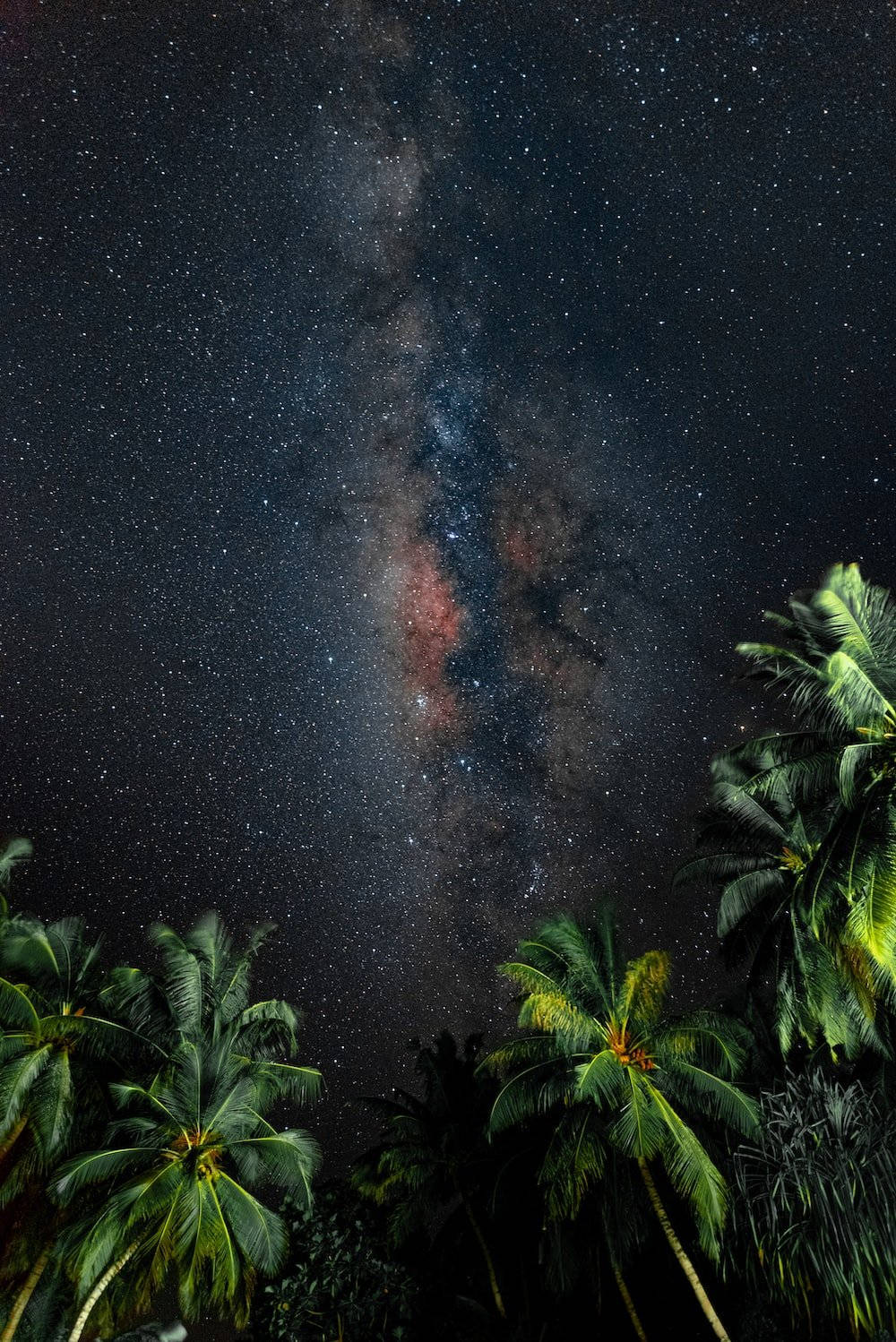 棕櫚樹在繁星點點的夜空中襯托出鮮豔的銀河系。