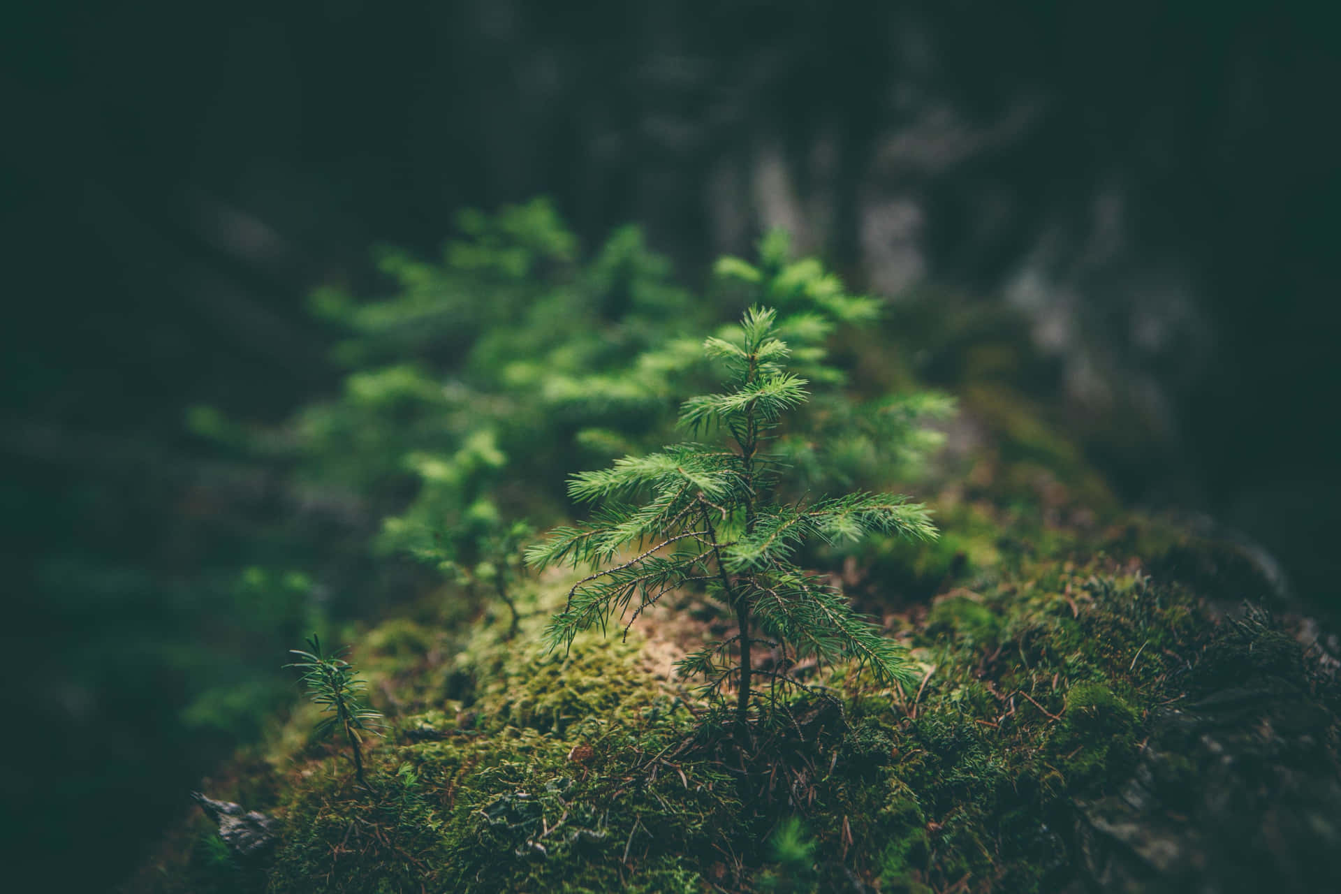 年輕松樹苗在長滿苔蘚的森林地面生長