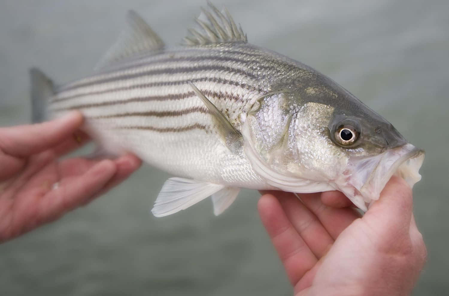 自然棲息地中的雄偉鱒魚 壁紙 — 一條剛捕獲的條紋鱸魚在模糊的水背景前被人手輕輕捧著。