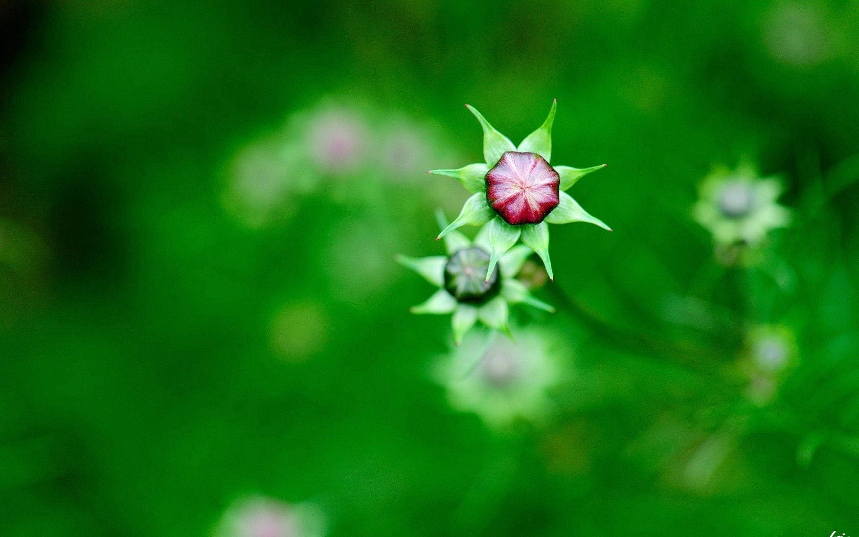 綠色花園中的紫色花蕾和綠色萼片。