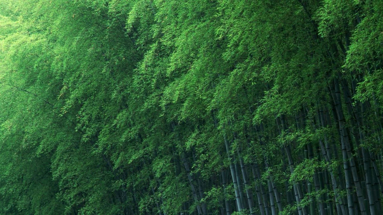 高大的竹桿上長滿濃密的綠葉，形成自然的森林天篷。