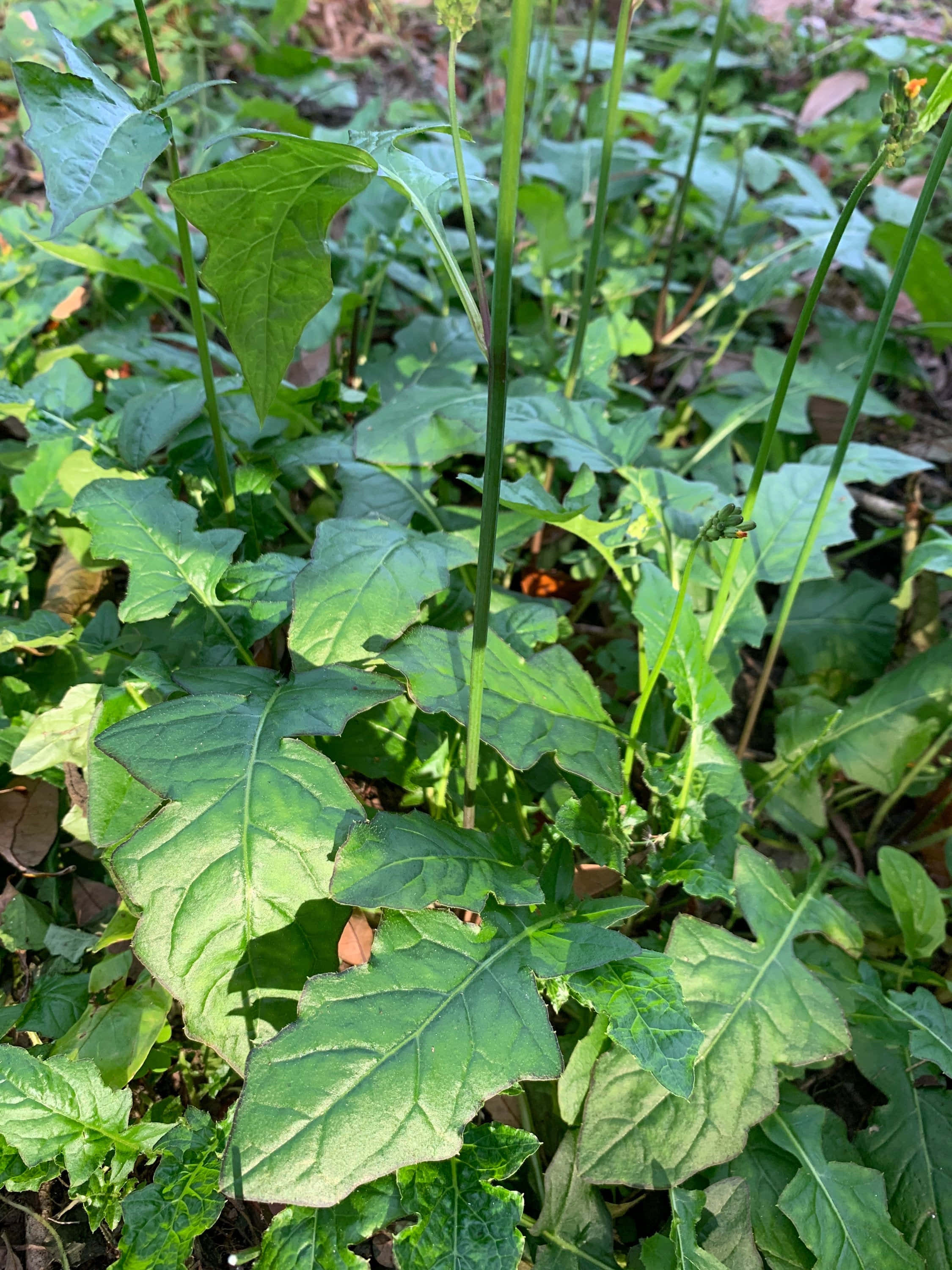 自然環境中的野生萵苣 壁紙 — 陽光照射下的綠色生菜植物，葉片呈鋸齒狀，莖部纖細，在天然花園床中密集生長。